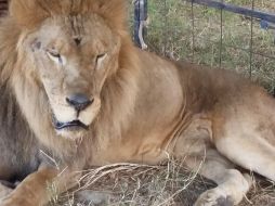 El león africano presentaba conformación anatómica delgada, pelaje opaco, retiro de las garras y cicatrices en su cuerpo. TWITTER / @PROFEPA_Mx