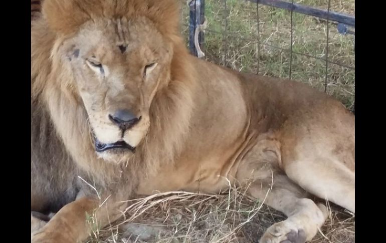 El león africano presentaba conformación anatómica delgada, pelaje opaco, retiro de las garras y cicatrices en su cuerpo. TWITTER / @PROFEPA_Mx