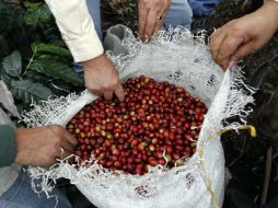 El personal de salud que alienta el consumo de productos de arándano como método preventivo 'perjudica a sus pacientes'. EL INFORMADOR / ARCHIVO