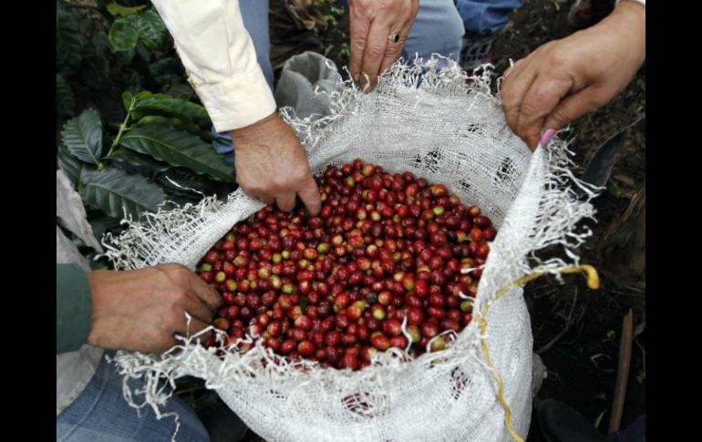 El personal de salud que alienta el consumo de productos de arándano como método preventivo 'perjudica a sus pacientes'. EL INFORMADOR / ARCHIVO