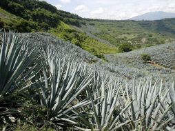 En 2015 se tuvo una producción de un millón 340 mil 811 toneladas de agave con un valor de alrededor de seis mil millones de pesos. EL INFORMADOR / ARCHIVO