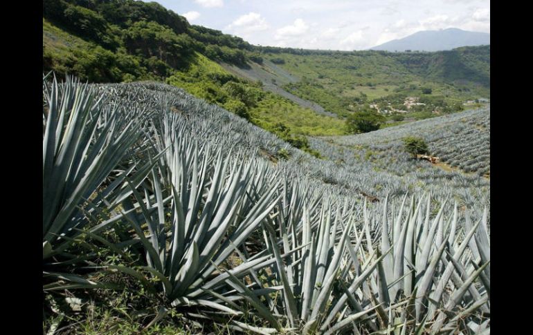 En 2015 se tuvo una producción de un millón 340 mil 811 toneladas de agave con un valor de alrededor de seis mil millones de pesos. EL INFORMADOR / ARCHIVO