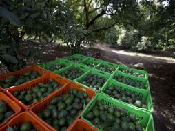 Los árboles de aguacate crecen en las mismas condiciones de altitud y clima que los pinos y abetos en las montañas de Michoacán. AP / ARCHIVO