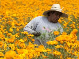 Esta flor aromática se cultiva bajo condiciones cálidas, semicálidas, secas y templadas del verano y otoño. EFE / ARCHIVO