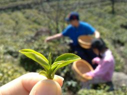 El té verde, como agente de termogénesis, es uno de los mejores aliados a la hora de perder peso. EL INFORMADOR / ARCHIVO