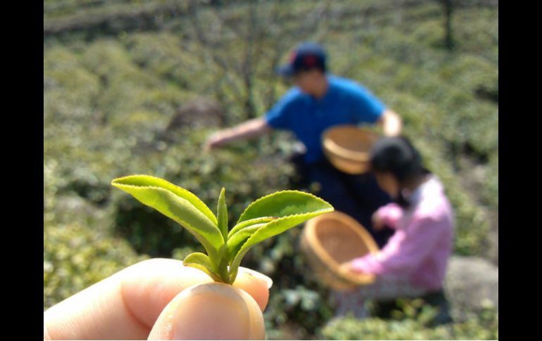 El té verde, como agente de termogénesis, es uno de los mejores aliados a la hora de perder peso. EL INFORMADOR / ARCHIVO