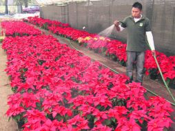 Ornato. Las plantas de Nochebuena ubican a los productores en el quinto lugar a nivel nacional. NTX /