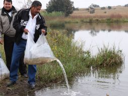 El objetivo de ejecutar este tipo de programas es promover el desarrollo de la pesca de forma sustentable en el municipio. ESPECIAL / Ayuntamiento de Tlajomulco