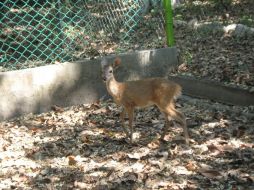 El venado fue visto en una zona boscosa del municipio de Coquimatlán. TWITTER / @PROFEPA_Mx