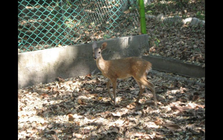 El venado fue visto en una zona boscosa del municipio de Coquimatlán. TWITTER / @PROFEPA_Mx