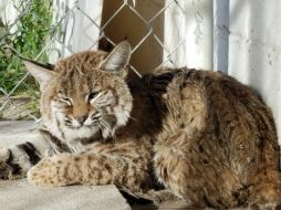 El lince americano fue entregado por un ciudadano que lo encontró cerca de su cosecha. TWITTER / @PROFEPA_Mx