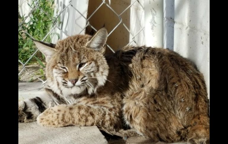 El lince americano fue entregado por un ciudadano que lo encontró cerca de su cosecha. TWITTER / @PROFEPA_Mx