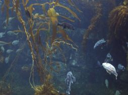 Los bosques de algas son el hábitat de una gran variedad de especies marinas. AP / ARCHIVO