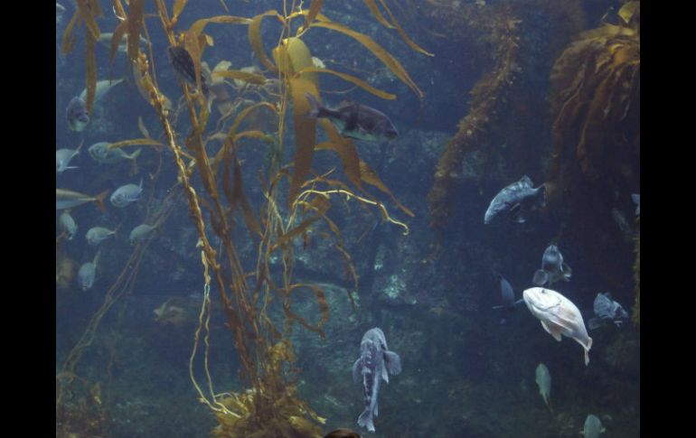 Los bosques de algas son el hábitat de una gran variedad de especies marinas. AP / ARCHIVO