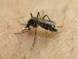 Se desconoce si los mosquitos pueden portar dengue, zika y chikungunya al mismo tiempo. AP / ARCHIVO