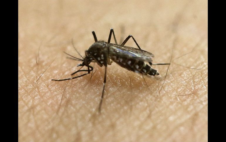 Se desconoce si los mosquitos pueden portar dengue, zika y chikungunya al mismo tiempo. AP / ARCHIVO