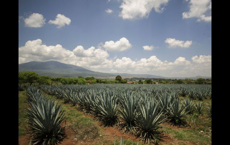 Según el lic. Velasco el tequila es un sinónimo de tradición y un orgullo para los mexicanos. EL INFORMADOR / ARCHIVO