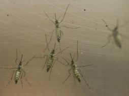 La OMS indicará esta noche en su sede de Ginebra si sigue considerando al zika como una emergencia sanitaria mundial. AP / ARCHIVO