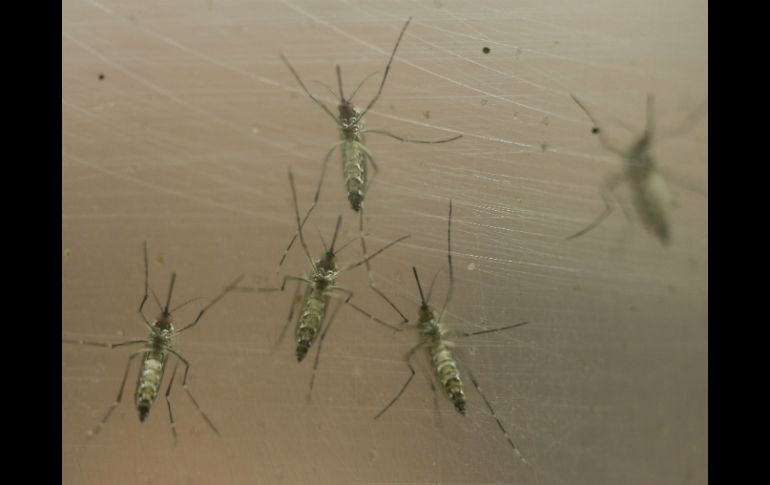 La OMS indicará esta noche en su sede de Ginebra si sigue considerando al zika como una emergencia sanitaria mundial. AP / ARCHIVO