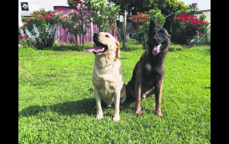 Los dueños de algunos perros 'ladradores' deben tomar acciones preventivas. EL INFORMADOR / ARCHIVO