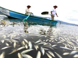 Destacan la disminución de muerte de peces dentro de la Laguna este año comparado con el 2015. EL INFORMADOR / ARCHIVO