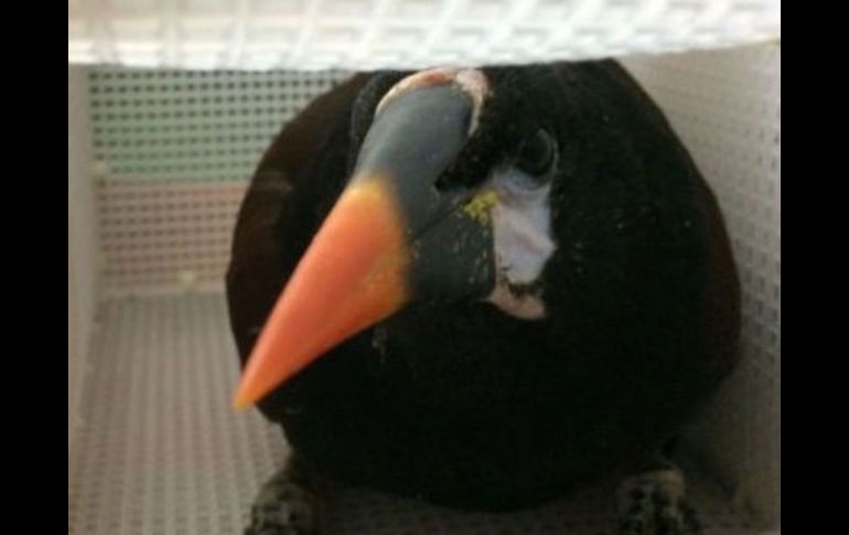 Las autoridades detectaron dentro de las maletas 10 jaulas de plástico que contenían las aves silvestres. TWITTER / @PROFEPA_Mx