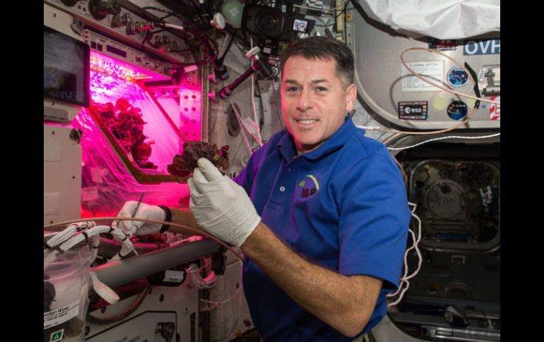 El astronauta Shane Kimbrough inició con el cultivo en el espacio el 25 de octubre como parte del experimento ''Veggie'. TWITTER / @ISS_Research