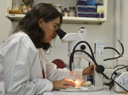 Hay comunidades bacterianas pegadas a superficies que son muy resistentes a agentes externos. AFP / ARCHIVO