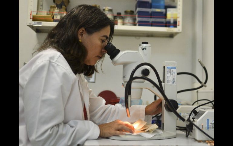 Hay comunidades bacterianas pegadas a superficies que son muy resistentes a agentes externos. AFP / ARCHIVO