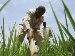 La producción de alimentos en el país es muy poca, por lo que su precio se disparó en los últimos meses. AFP / ARCHIVO