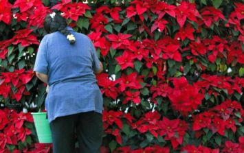 Taxco, cuna de la Flor de Nochebuena | El Informador