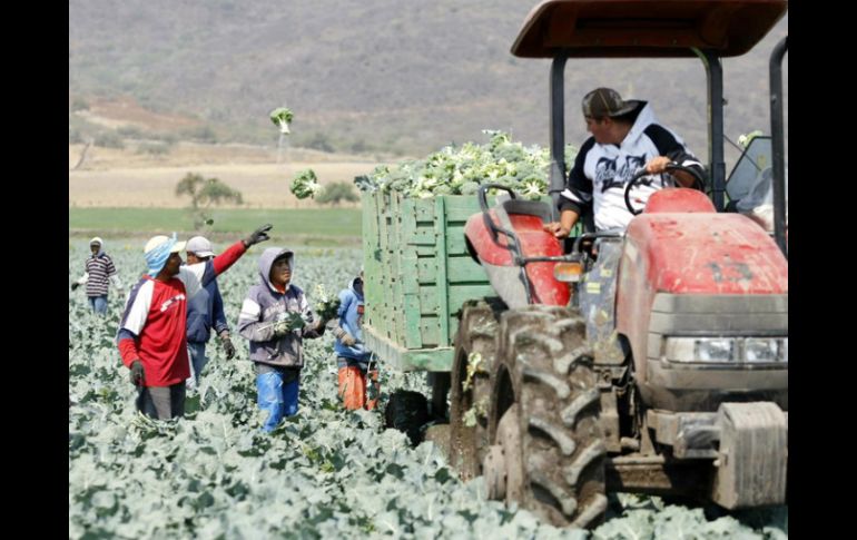 Jalisco se coloca como la potencia exportadora agropecuaria de México, afirma la Seder. EL INFORMADOR / ARCHIVO