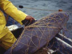 El retiro de las redes es un componente fundamental de la estrategia de protección de la vaquita marina y de la totoaba. AFP / ARCHIVO