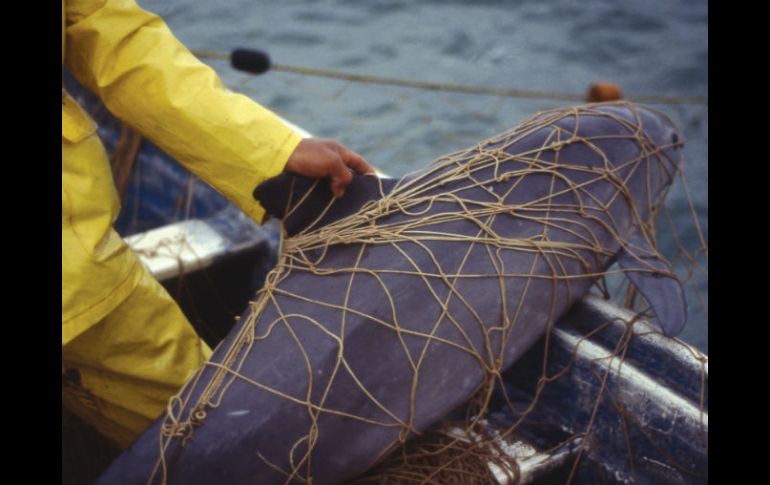 El retiro de las redes es un componente fundamental de la estrategia de protección de la vaquita marina y de la totoaba. AFP / ARCHIVO