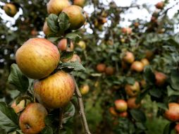 Mientras el jugo pase más tiempo en los contenedores, se obtiene un mejor producto. NTX / ARCHIVO