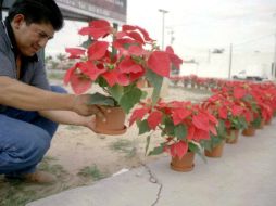 Zapopan se viste con Nochebuenas en esta temporada decembrina. EL INFORMADOR / ARCHIVO