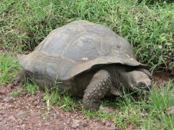 La tortuga terrestre gigante Chelonoidis chatamensis habita en las islas ecuatorianas de Galápagos. EFE / ARCHIVO