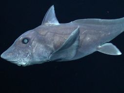 Este tipo de tiburones podrían encontrarse en las profundidades de todo el Océano Pacífico. ESPECIAL /