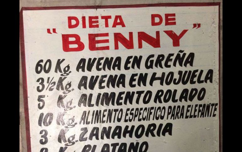 El elefante Benny, que pesaba 4.200 kilos y había llegado al parque en 2014, recientemente había sido acoplado con la elefanta Bireky. TWITTER / @PROFEPA_Mx