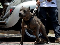 El perro de raza pitbull fue capturado y entregado a personal de Sanidad Animal para su traslado y atención. EL INFORMADOR / ARCHIVO