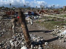 La ONU indica que ha recaudado sólo el 38 por ciento de los 139 MDD requeridos para asistir a las víctimas del meteoro. EFE / ARCHIVO