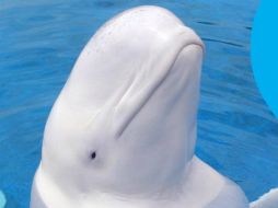 En 2014 se calculó una población de sólo 340 ejemplares de ballenas beluga. TWITTER / @SeaWorld