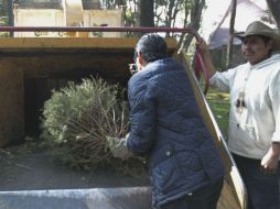 Los arbolitos recolectados serán triturados para hacer mulch, el cual se coloca en diferentes camellones del municipio. EL INFORMADOR / ARCHIVO