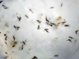 El primer niño nacido en Texas con microcefalia relacionada al virus de zika ocurrió el año pasado en el condado Harris. AP / ARCHIVO