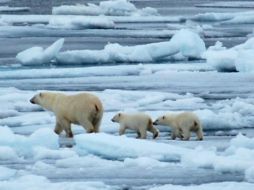 Se estima que quedan en el mundo entre 22 mil y 31 mil osos polares. ESPECIAL / www.nasa.gov