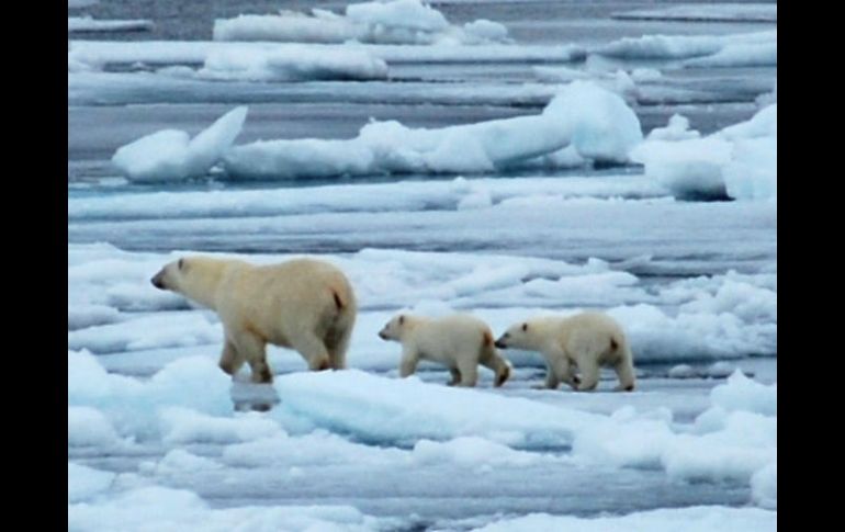 Se estima que quedan en el mundo entre 22 mil y 31 mil osos polares. ESPECIAL / www.nasa.gov