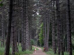 Entre 2011 y 2013, el ritmo de reducción de áreas forestales vírgenes se triplicó en relación con una década antes. AP / ARCHIVO