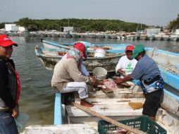 La pesca ilegal de totoaba, además, amenaza con acabar con otra especie única en el mundo, la vaquita marina. NTX / ARCHIVO