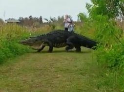 El gran animal fue apodado 'Jorobado' o 'Godzilla'. FACEBOOK / LakelandPD