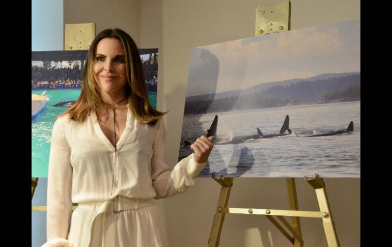 En un video Kate Del Castillo señala que 'Lolita' sufre en un pequeño tanque. EFE / G. Viera